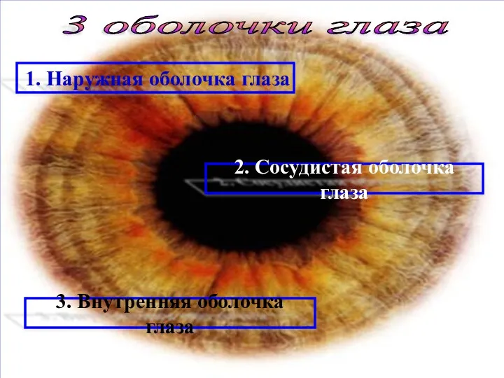3 оболочки глаза 1. Наружная оболочка глаза 2. Сосудистая оболочка глаза 3. Внутренняя оболочка глаза