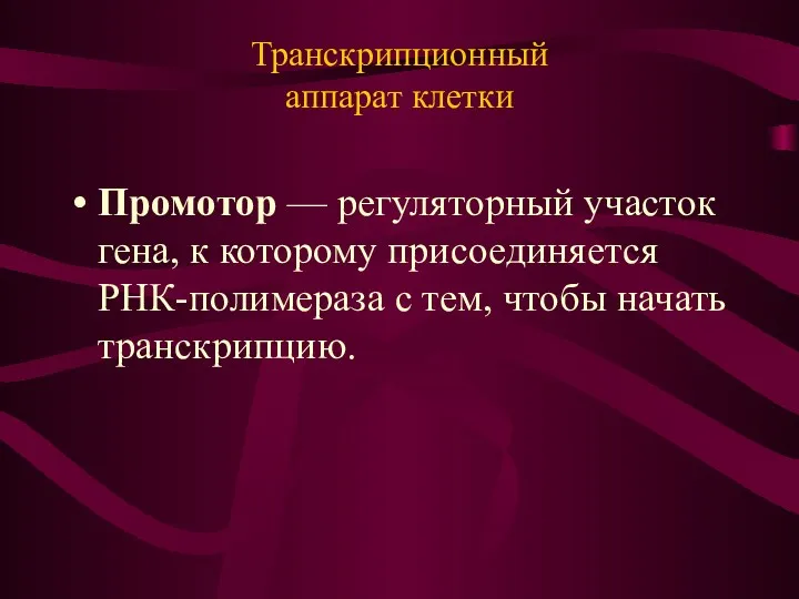 Транскрипционный аппарат клетки Промотор — регуляторный участок гена, к которому