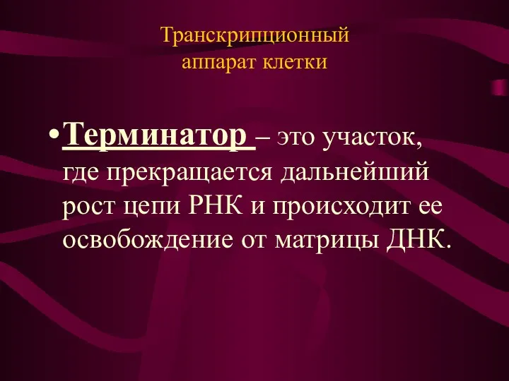 Транскрипционный аппарат клетки Терминатор – это участок, где прекращается дальнейший