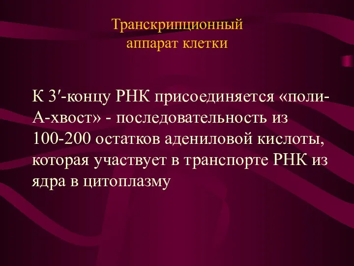 Транскрипционный аппарат клетки К 3′-концу РНК присоединяется «поли-А-хвост» - последовательность