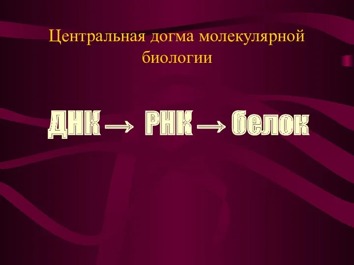 Центральная догма молекулярной биологии ДНК → РНК → белок