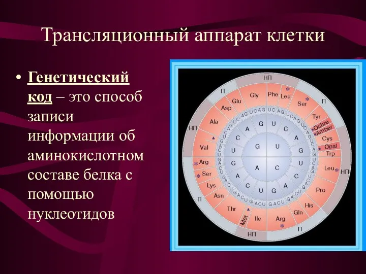 Трансляционный аппарат клетки Генетический код – это способ записи информации