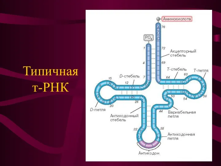 Типичная т-РНК