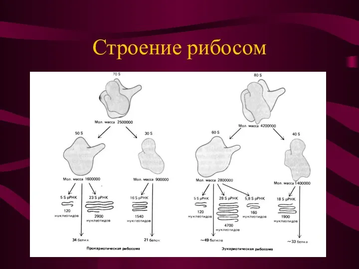 Строение рибосом