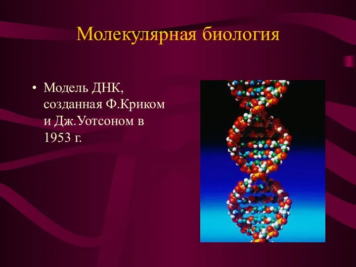 Молекулярная биология Модель ДНК, созданная Ф.Криком и Дж.Уотсоном в 1953 г.