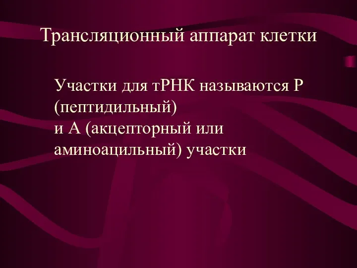 Трансляционный аппарат клетки Участки для тРНК называются Р (пептидильный) и А (акцепторный или аминоацильный) участки