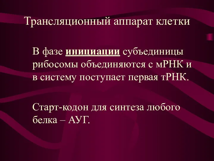 Трансляционный аппарат клетки В фазе инициации субъединицы рибосомы объединяются с