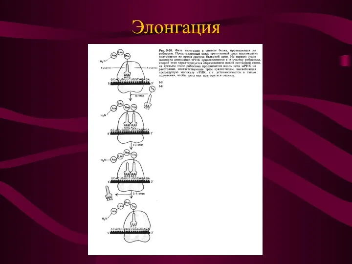 Элонгация