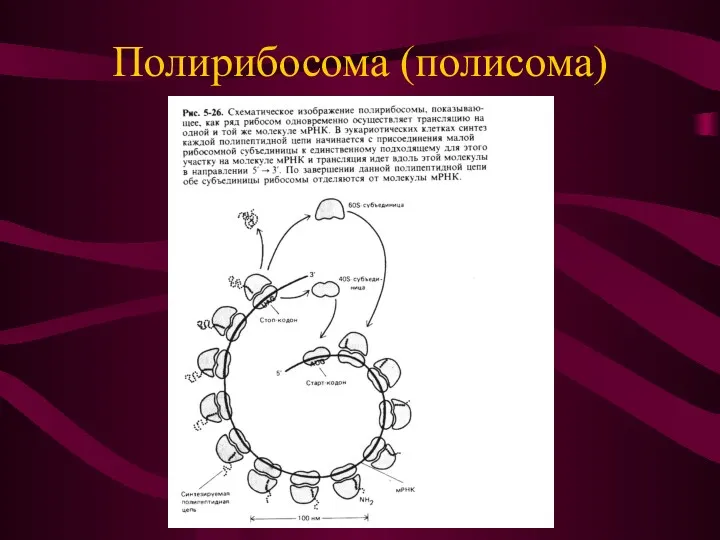 Полирибосома (полисома)