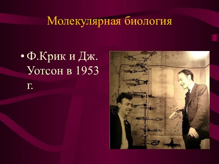 Молекулярная биология Ф.Крик и Дж.Уотсон в 1953 г.