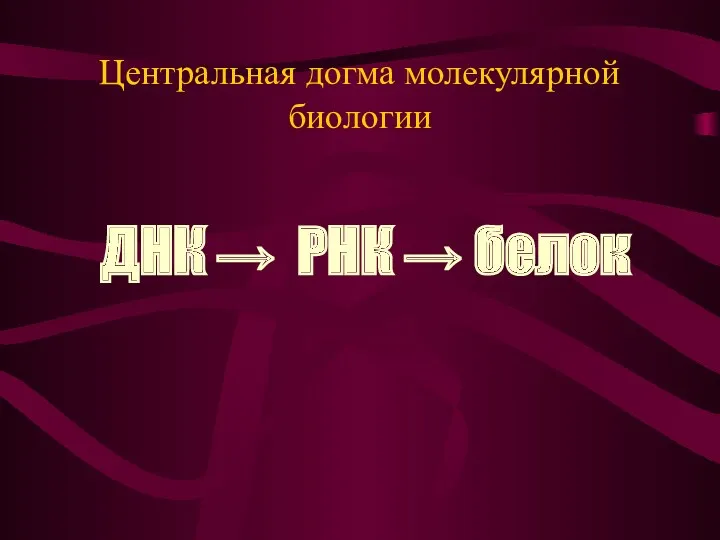 Центральная догма молекулярной биологии ДНК → РНК → белок