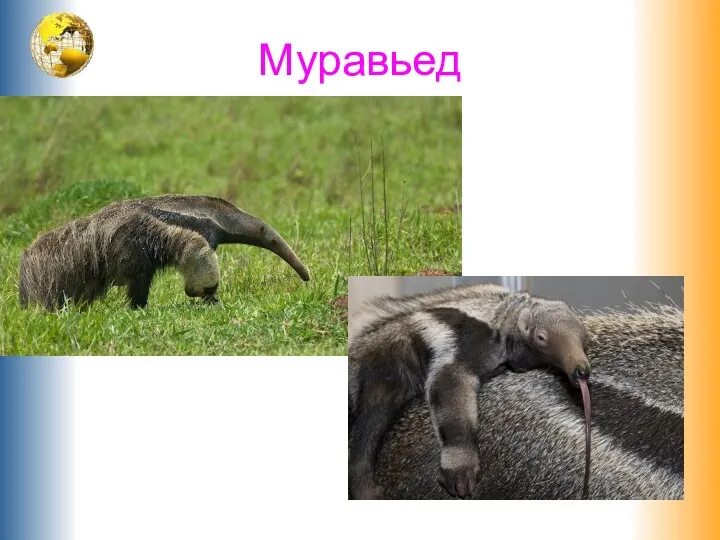 Муравьед