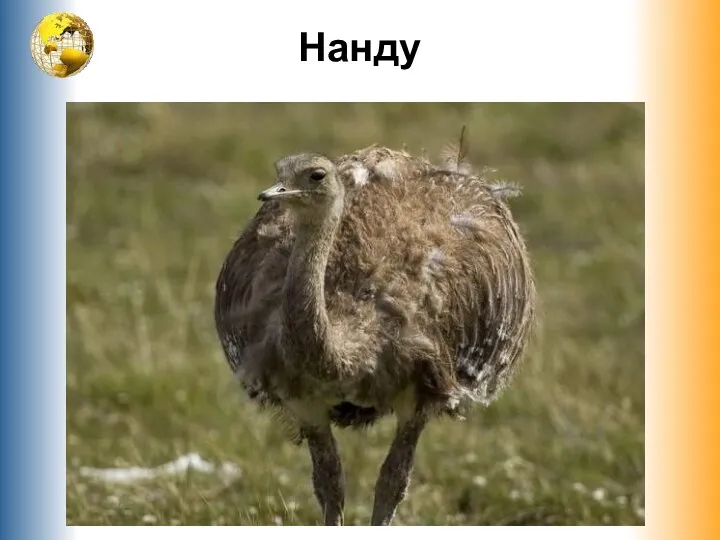 Нанду