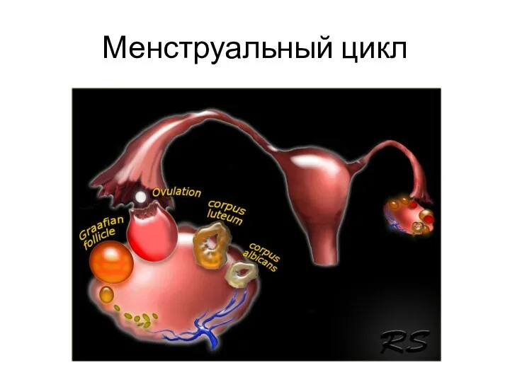 Менструальный цикл