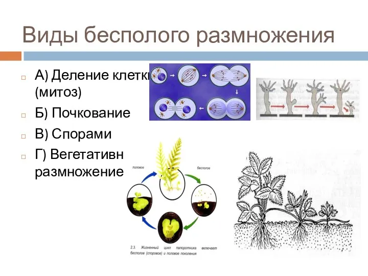 Виды бесполого размножения А) Деление клетки (митоз) Б) Почкование В) Спорами Г) Вегетативное размножение