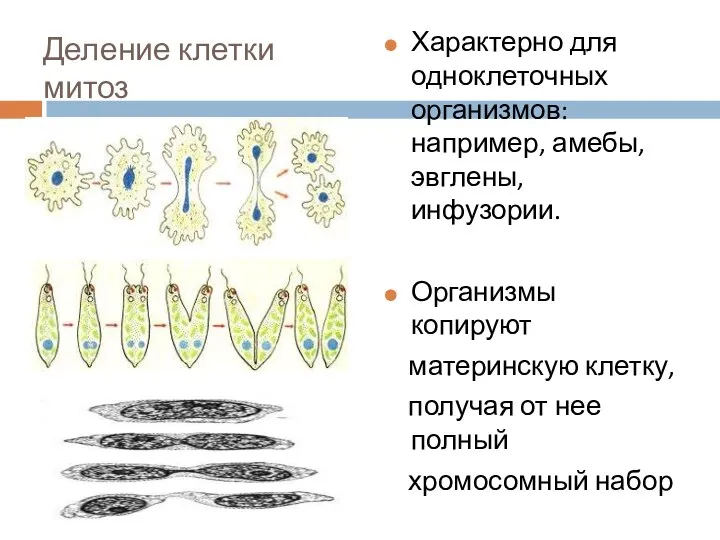 Деление клетки митоз Характерно для одноклеточных организмов: например, амебы, эвглены,