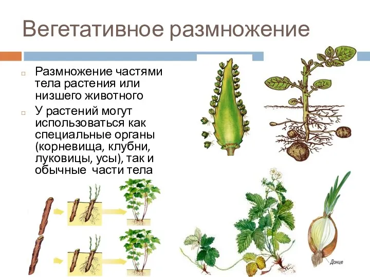 Вегетативное размножение Размножение частями тела растения или низшего животного У растений могут использоваться