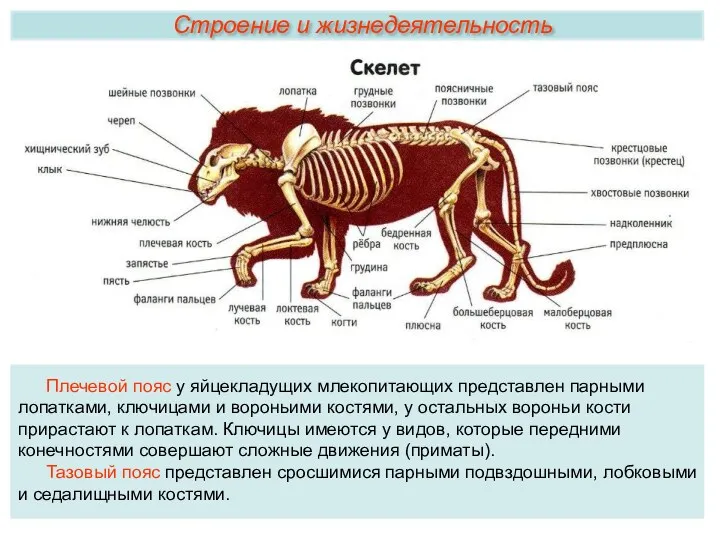 Плечевой пояс у яйцекладущих млекопитающих представлен парными лопатками, ключицами и