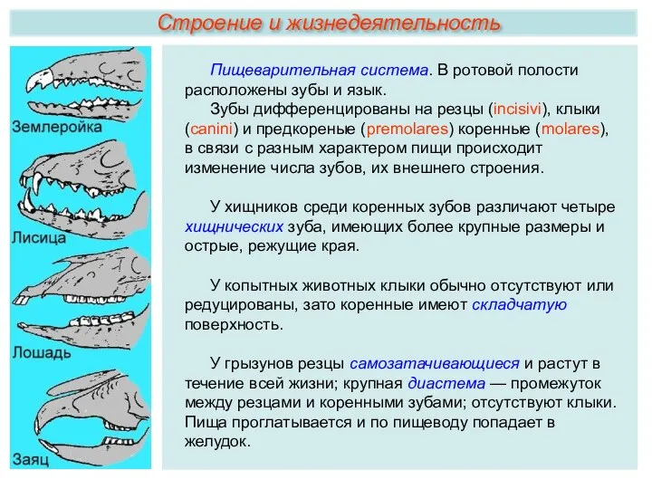 Пищеварительная система. В ротовой полости расположены зубы и язык. Зубы