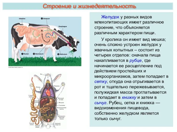 Желудок у разных видов млекопитающих имеет различное строение, что объясняется