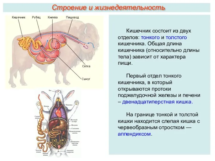 Кишечник состоит из двух отделов: тонкого и толстого кишечника. Общая