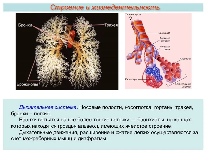 Дыхательная система. Носовые полости, носоглотка, гортань, трахея, бронхи – легкие.