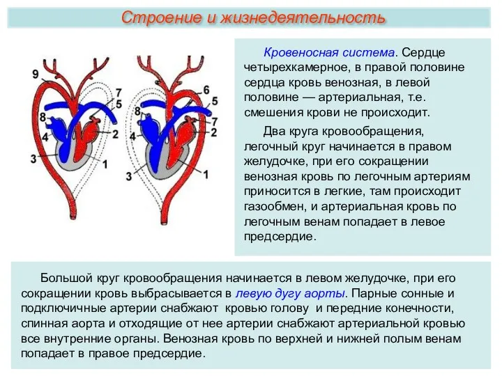 Большой круг кровообращения начинается в левом желудочке, при его сокращении