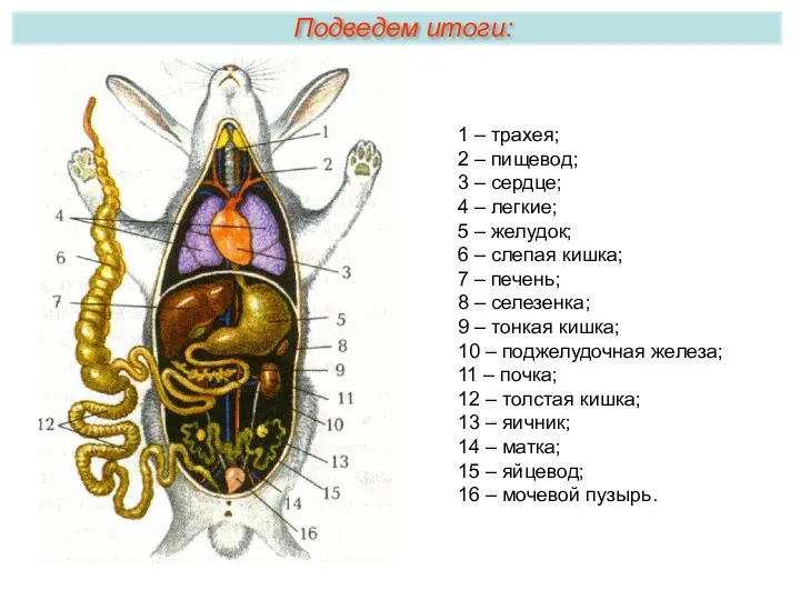 Подведем итоги: 1 – трахея; 2 – пищевод; 3 –