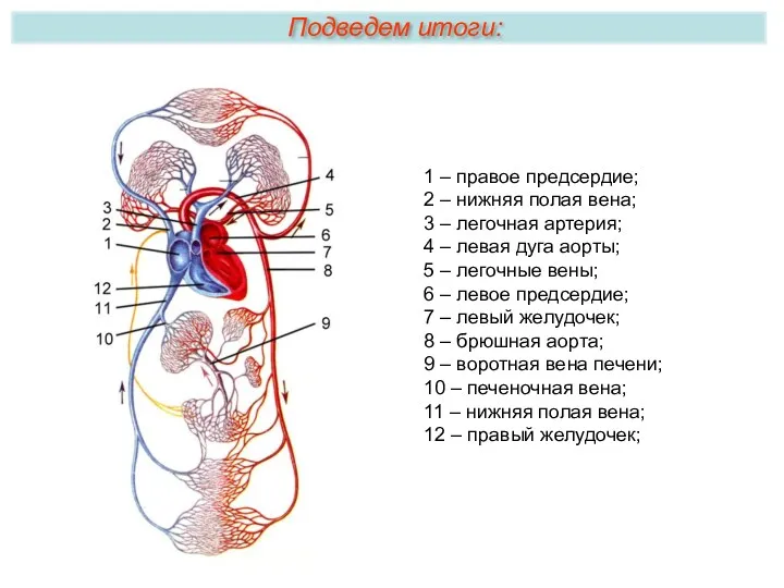 Подведем итоги: 1 – правое предсердие; 2 – нижняя полая