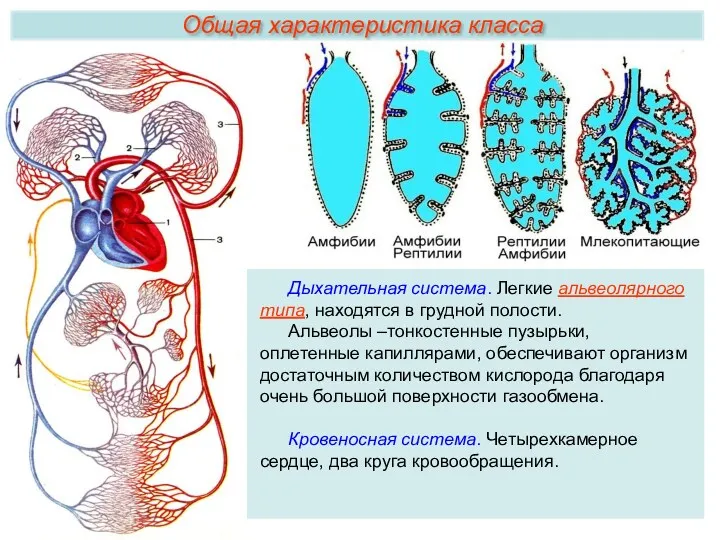 Дыхательная система. Легкие альвеолярного типа, находятся в грудной полости. Альвеолы