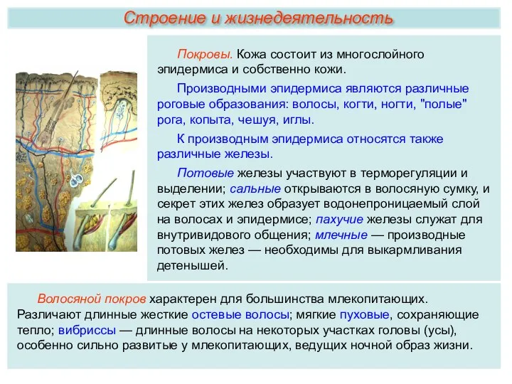 Покровы. Кожа состоит из многослойного эпидермиса и собственно кожи. Производными