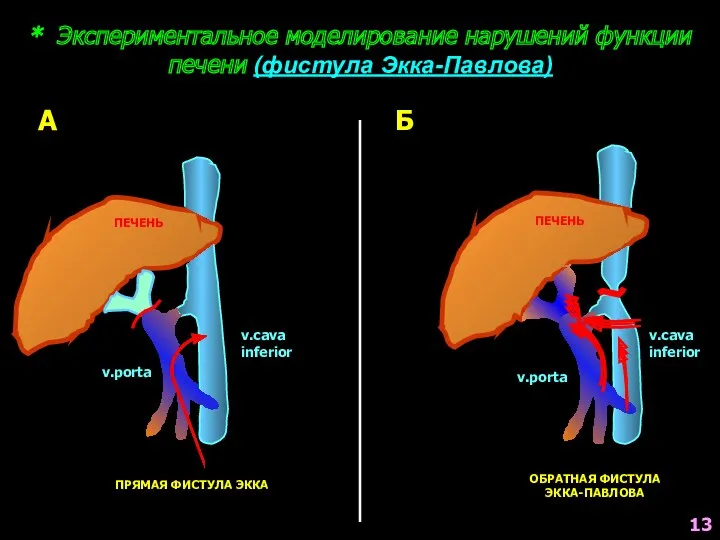 * Экспериментальное моделирование нарушений функции печени (фистула Экка-Павлова) ПРЯМАЯ ФИСТУЛА