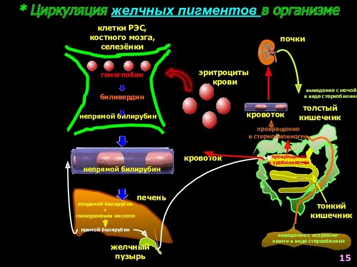 * Циркуляция желчных пигментов в организме эритроциты крови клетки РЭС,