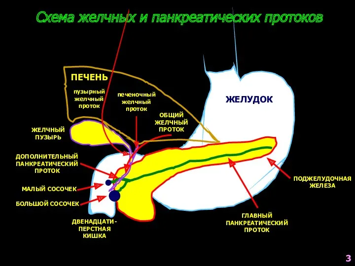 Схема желчных и панкреатических протоков ЖЕЛУДОК ПОДЖЕЛУДОЧНАЯ ЖЕЛЕЗА ЖЕЛЧНЫЙ ПУЗЫРЬ
