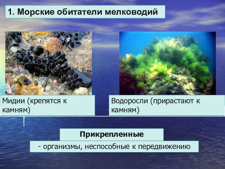 1. Морские обитатели мелководий Мидии (крепятся к камням) Водоросли (прирастают