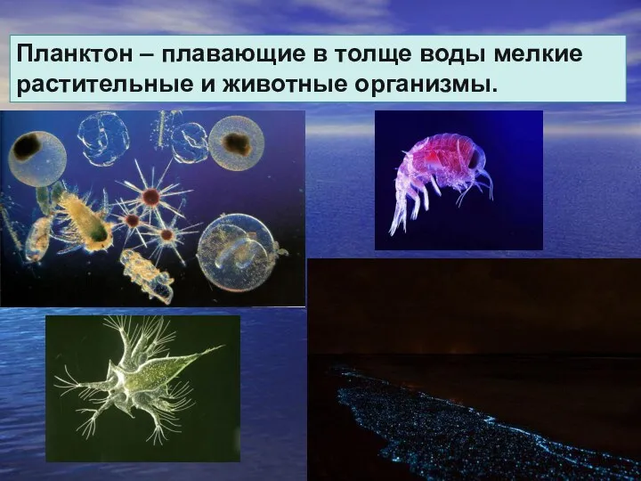 Планктон – плавающие в толще воды мелкие растительные и животные организмы.