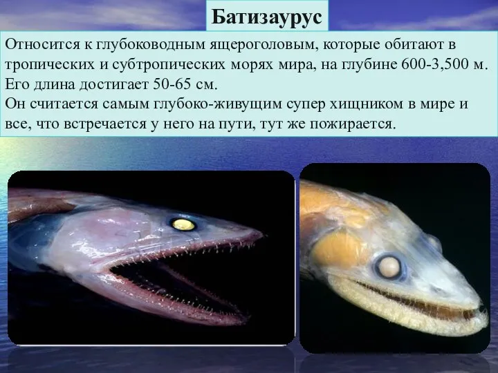 Батизаурус Относится к глубоководным ящероголовым, которые обитают в тропических и