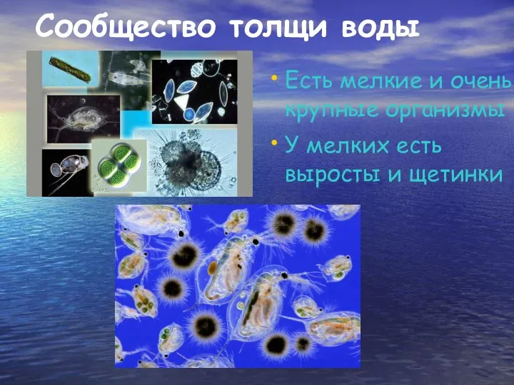 Сообщество толщи воды Есть мелкие и очень крупные организмы У мелких есть выросты и щетинки