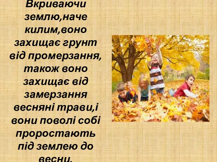 Вкриваючи землю,наче килим,воно захищає грунт від промерзання,також воно захищає від