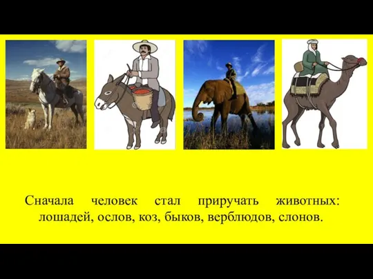 Сначала человек стал приручать животных: лошадей, ослов, коз, быков, верблюдов, слонов.