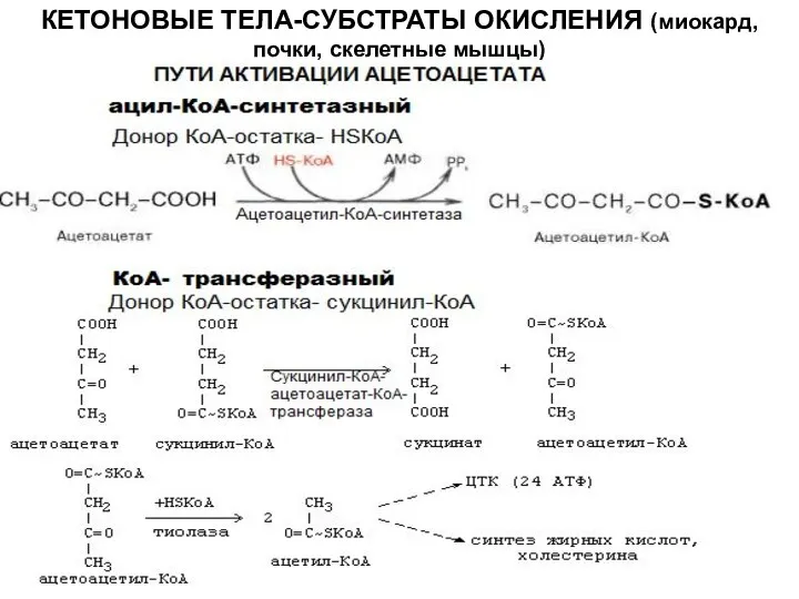 КЕТОНОВЫЕ ТЕЛА-СУБСТРАТЫ ОКИСЛЕНИЯ (миокард, почки, скелетные мышцы)