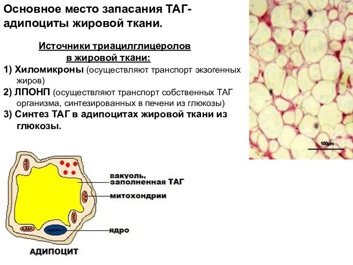 Источники триацилглицеролов в жировой ткани: 1) Хиломикроны (осуществляют транспорт экзогенных