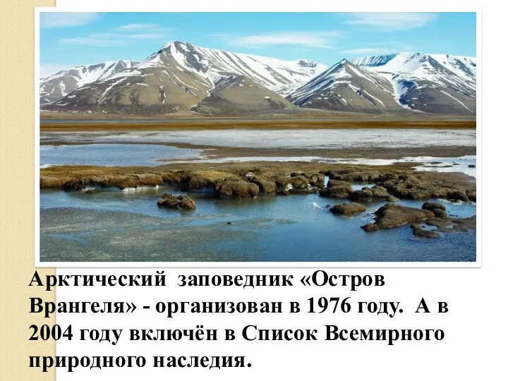 Арктический заповедник «Остров Врангеля» - организован в 1976 году. А