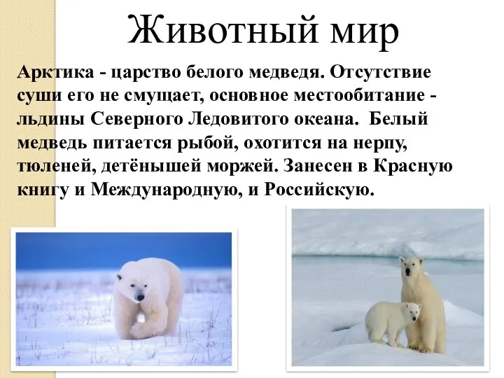 Животный мир Арктика - царство белого медведя. Отсутствие суши его