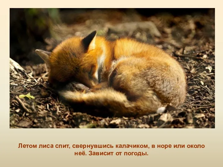 Летом лиса спит, свернувшись калачиком, в норе или около неё. Зависит от погоды.