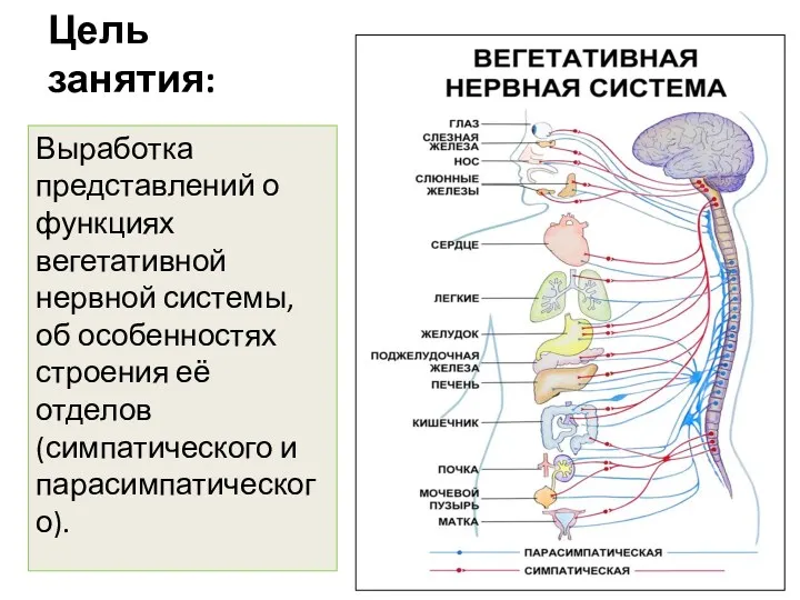 Цель занятия: Выработка представлений о функциях вегетативной нервной системы, об