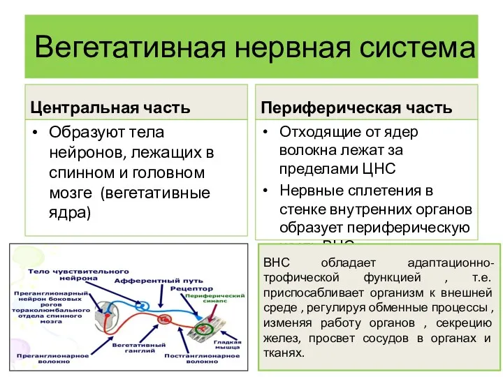 Вегетативная нервная система Центральная часть Образуют тела нейронов, лежащих в