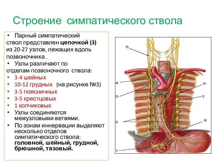 Строение симпатического ствола Парный симпатический ствол представлен цепочкой (3) из