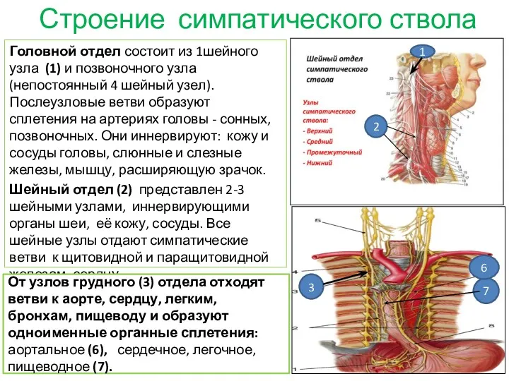 Строение симпатического ствола Головной отдел состоит из 1шейного узла (1)