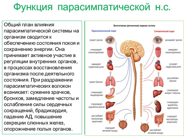 Общий план влияния парасимпатической системы на организм сводится к обеспечению